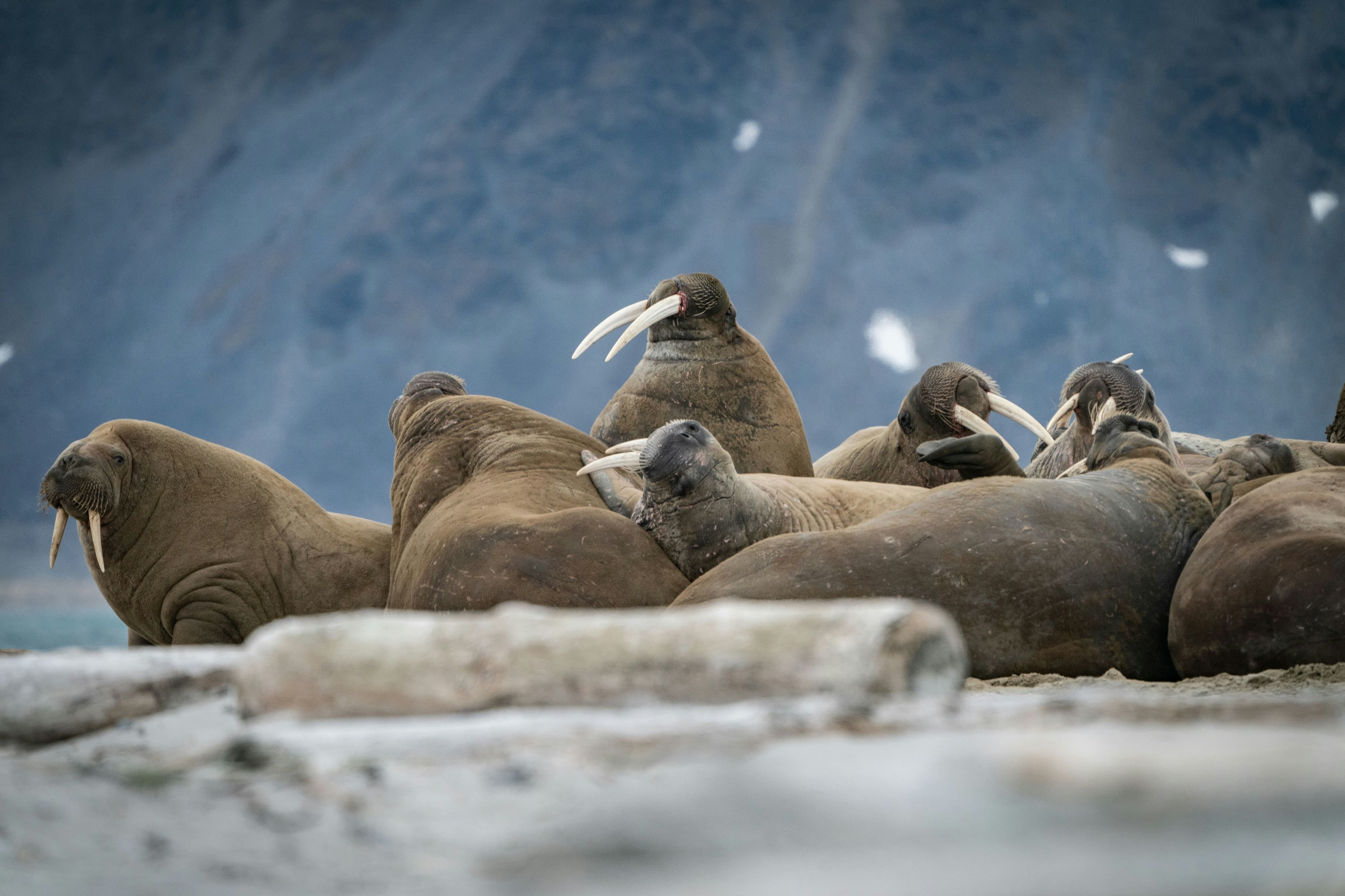Svalbard Arctic